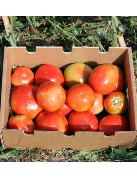 Compra Pomodori Online - Pomodori Freschi Gustosi e di Qualità