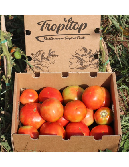 Compre Tomates Online - Tomates Frescos Saborosos e de Qualidade