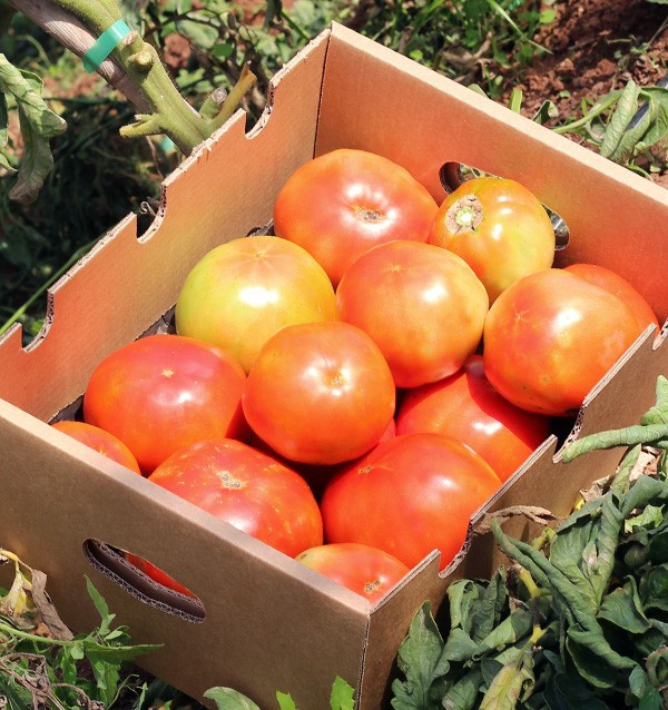 Buy Tomatoes Online - Tasty and Quality Fresh Tomatoes