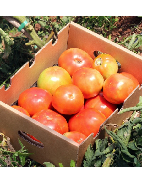 Compra Pomodori Online - Pomodori Freschi Gustosi e di Qualità