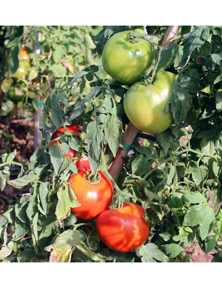 Compra Pomodori Online - Pomodori Freschi Gustosi e di Qualità