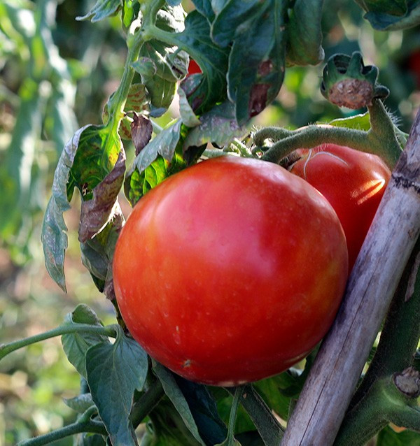 Compra Tomates Online - Tomates frescos sabrosos y de calidad