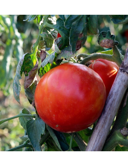 Compra Pomodori Online - Pomodori Freschi Gustosi e di Qualità