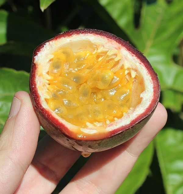 Buy Passion Fruit Online