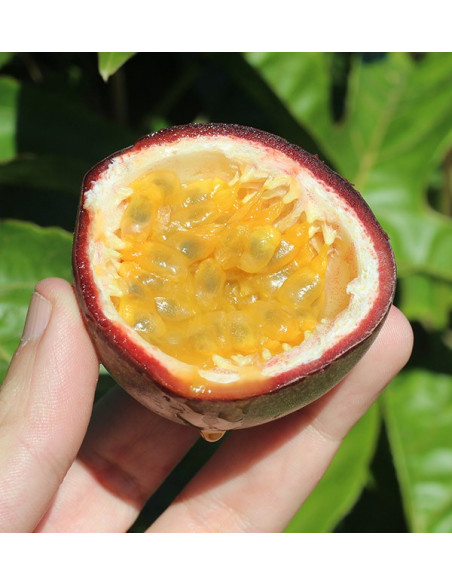 Acheter Fruit de la Passion en ligne