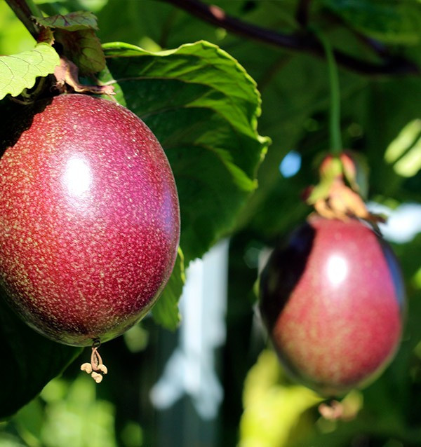 Comprar fruta de la pasión (Maracuyá) online