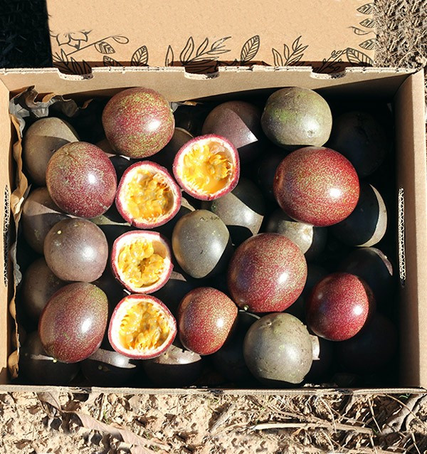 Comprar fruta de la pasión (Maracuyá) online