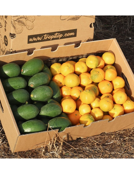 Comprar Aguacates Bacon y mandarinas clementinas