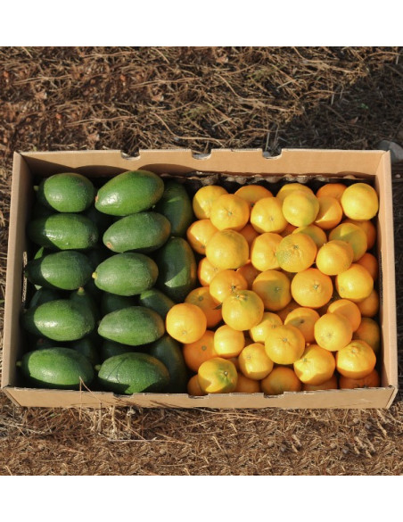 Avocats bacon et mandarines clémentines