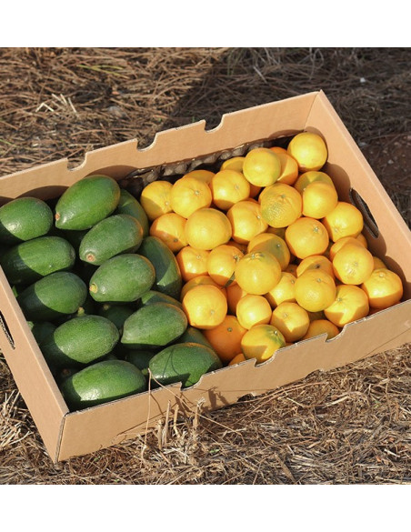Comprar Aguacates Bacon y mandarinas clementinas
