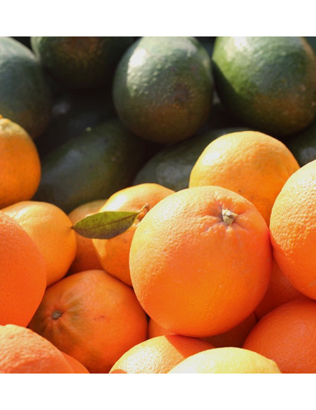 Cesta de aguacates, naranjas, mandarinas y limónes