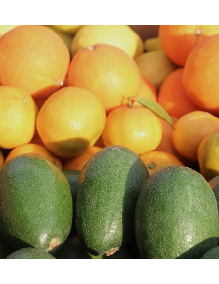Cesta de aguacates, naranjas, mandarinas y limónes