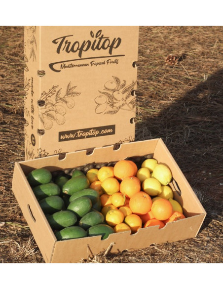Cesta de aguacates, naranjas, mandarinas y limónes