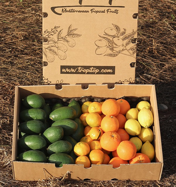 Cesta de aguacates, naranjas, mandarinas y limónes