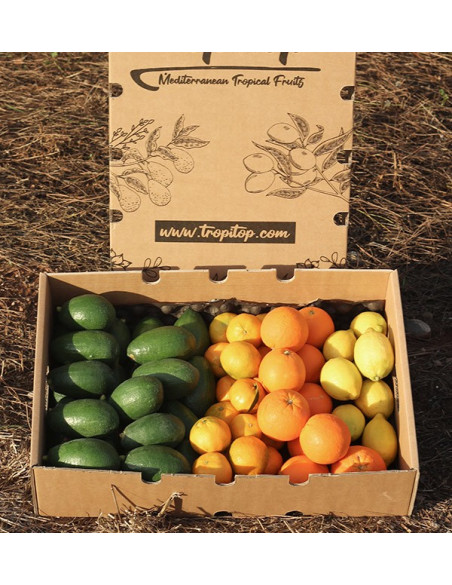 Cesta de aguacates, naranjas, mandarinas y limónes