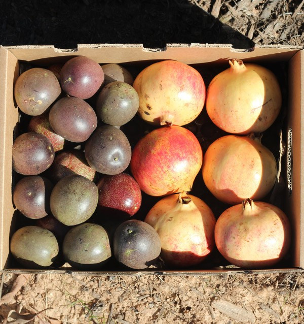 Acheter fruits de la passion et grenades en ligne sur Tropitop