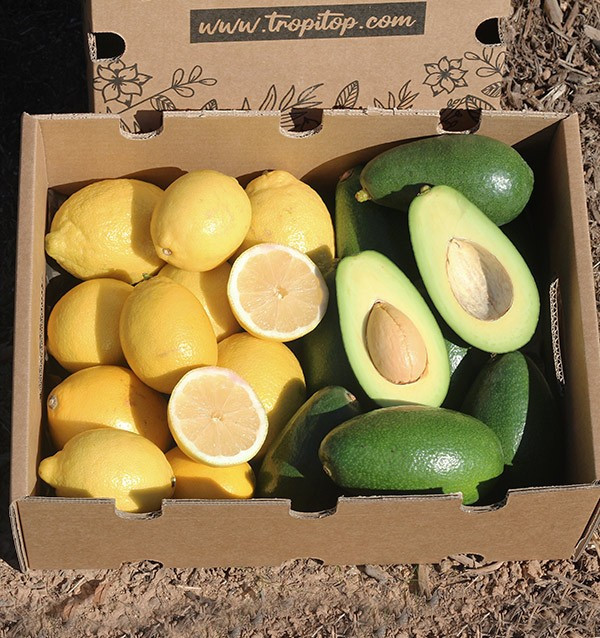 Comprar Aguacates Bacon y Limones Verna