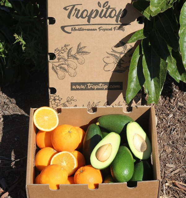 Buy Avocados bacon and oranges