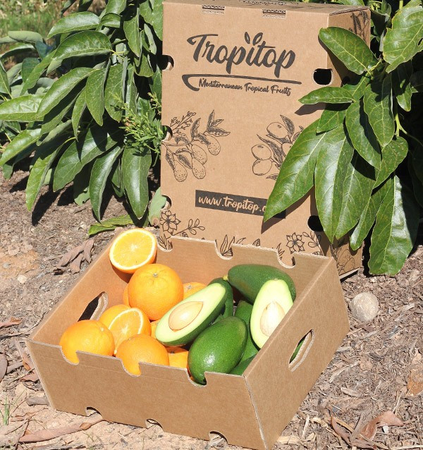 Cesta de naranjas y aguacates piel lisa online