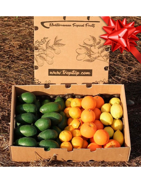 Cesta de aguacates, naranjas, mandarinas y limónes