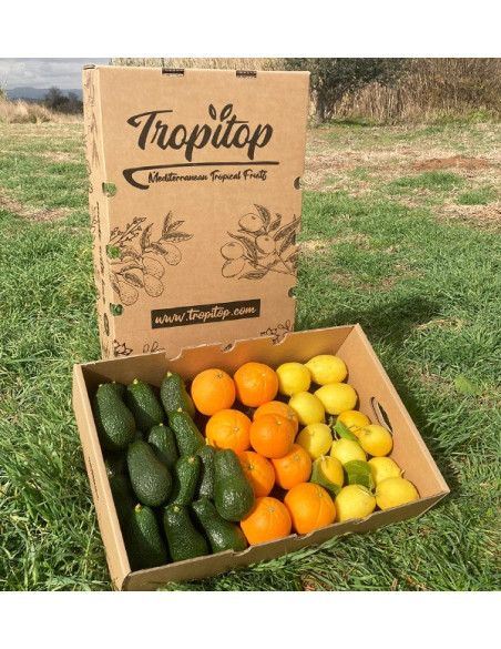 Colazione con avocado: Avocado, Arance e Limoni