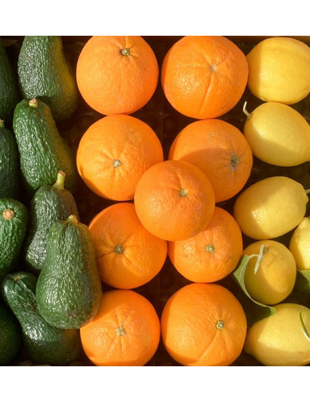 Breakfast with avocados: avocados, oranges and lemons