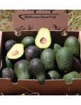 Avocado Hass