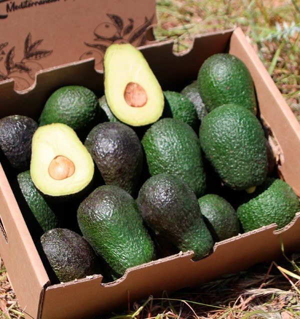 Acquista gli avocado online su Tropitop 2