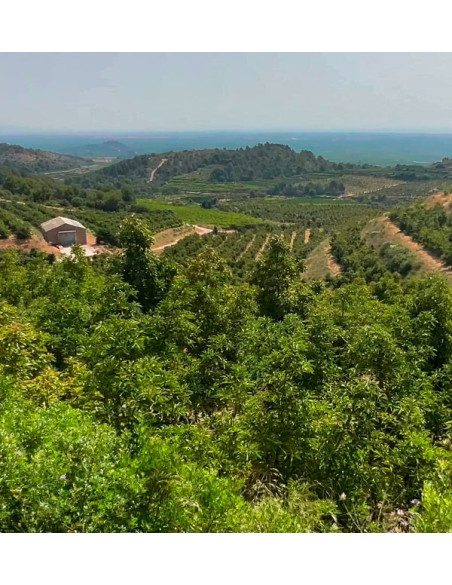 Patrocina uma árvore