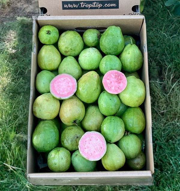 Buy Fresh Guava Online | Spanish Guava