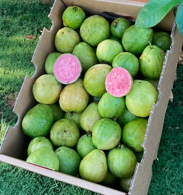 Comprar Goiaba Fresca Online | Goiaba da Espanha
