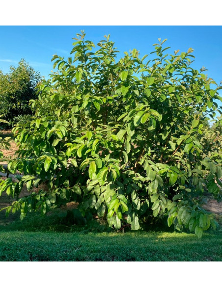 Buy Fresh Guava Online | Spanish Guava