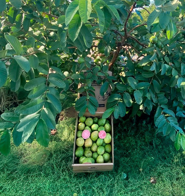 Buy Fresh Guava Online | Spanish Guava