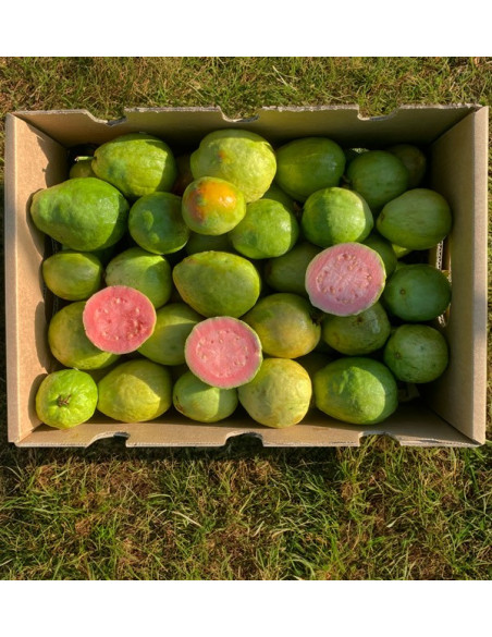 Comprar Goiaba Fresca Online | Goiaba da Espanha