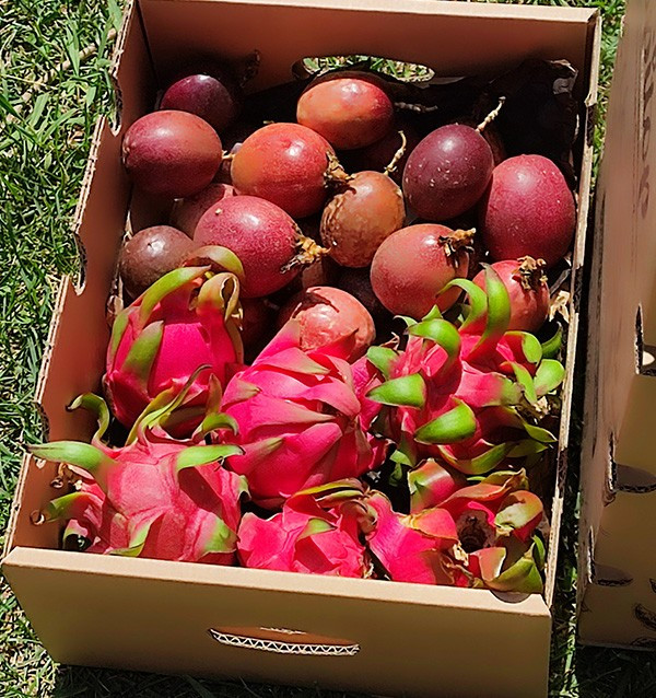 Organic Passion Fruit & Pitahaya Pack | Buy Tropical Fruit Online - Tropitop