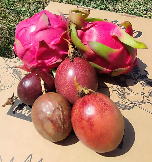 Box Frutto della Passione e Pitahaya Biologici | Acquista Frutta Tropicale Online - Tropitop