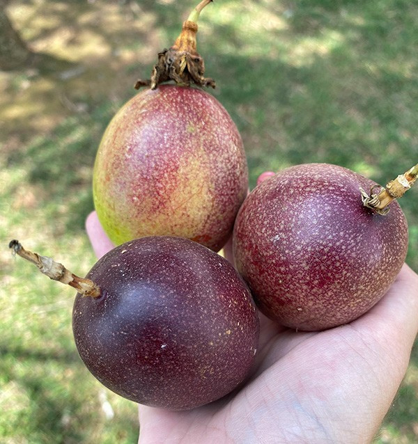 Bio-Paket Passionsfrucht und Pitahaya | Tropische Früchte online kaufen – Tropitop
