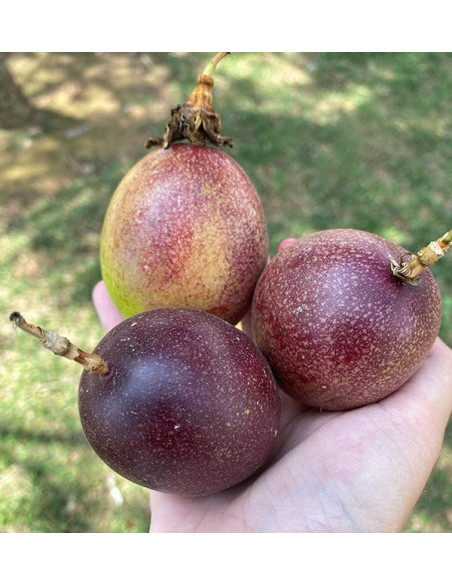 Pack de Maracujá e Pitaya Orgânicos | Compre Fruta Tropical Online - Tropitop