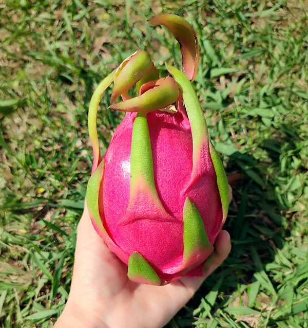 Maracuya y Pitahaya