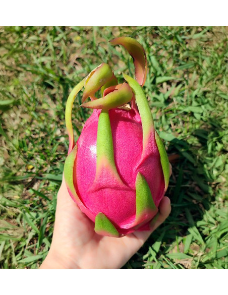 Bio-Paket Passionsfrucht und Pitahaya | Tropische Früchte online kaufen – Tropitop