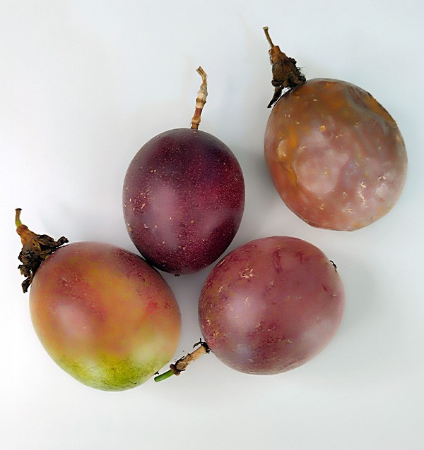 Pack de Maracujá e Pitaya Orgânicos | Compre Fruta Tropical Online - Tropitop