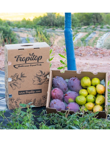 Comprar Guayabas y Mangos