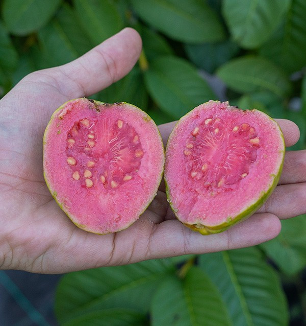 Buy Guavas and Mangos