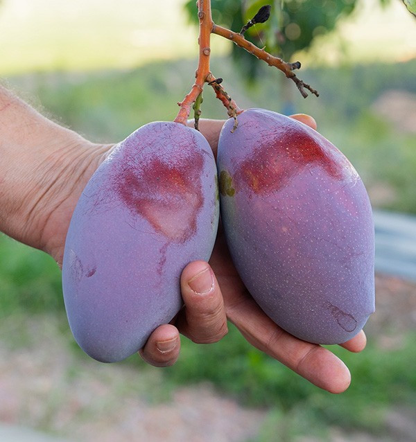 Buy Guavas and Mangos
