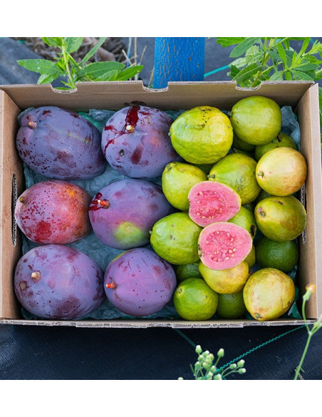 Buy Guavas and Mangos