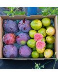 Pack mangos y guayabas