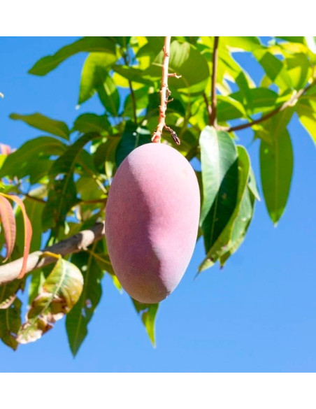 Comprar Guayabas y Mangos