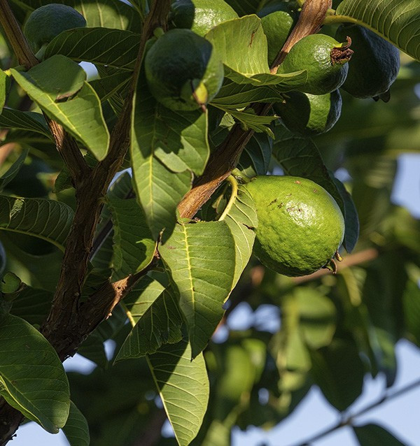 Comprar Aguacates piel lisa y Guayabas