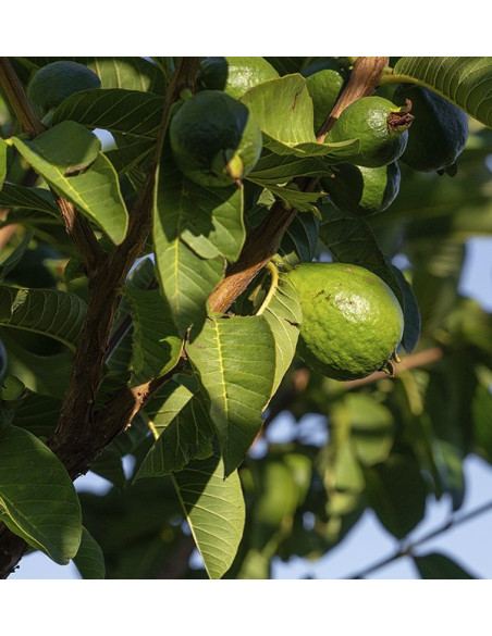 Buy Smooth-Skinned Avocados and Guavas