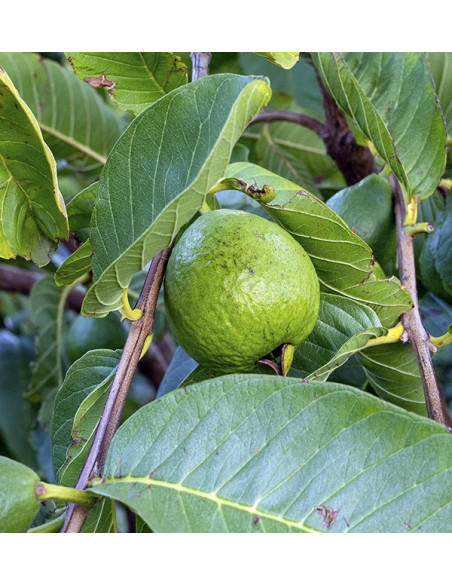 Comprar Aguacates piel lisa y Guayabas